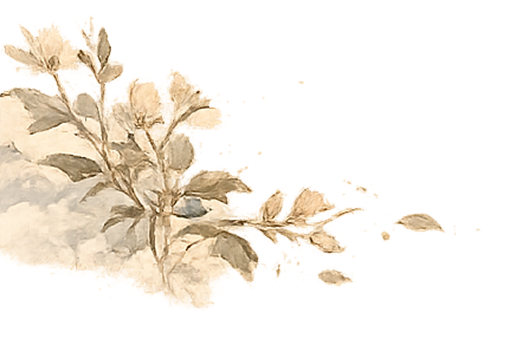 flowers and loose petals